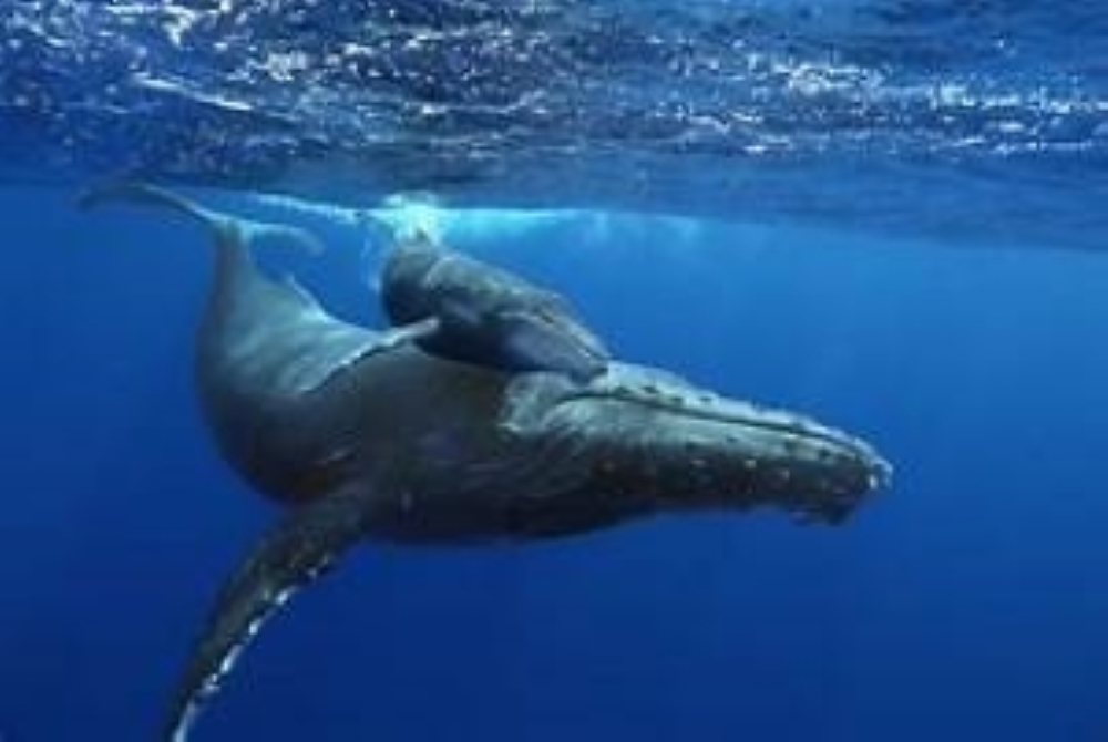 Stephanie Montero nadará 35 km en Vallarta para crear conciencia y recaudar fondos para conservación de la ballena jorobada