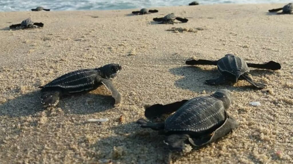 ACAPULCO INVITA A VIVIR GRANDES EXPERIENCIAS DE TURISMO DE NATURALEZA COMO LA LIBERACIÓN DE TORTUGAS