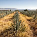 CRECER DESDE LA RAÍZ: LA INDUSTRIA MARCA UN NUEVO ESTÁNDAR DE OPERACIÓN