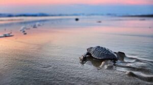 LA TEMPORADA DE LIBERACIÓN DE TORTUGAS MARINAS (JULIO A NOVIEMBRE) CONVIERTE LAS PLAYAS NAYARITAS EN UN SANTUARIO DE VIDA