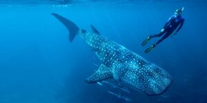 EL GIGANTE DEL MAR REGRESA A BAJA CALIFORNIA: INICIA LA TEMPORADA DE AVISTAMIENTO DEL TIBURÓN BALLENA EN BAHÍA DE LOS ÁNGELES