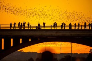 AUSTIN PRESENTA UNA CIUDAD DONDE MÚSICA, GASTRONOMÍA Y EXPERIENCIAS DEFINEN EL VIAJE  