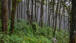 TECNOLOGÍA Y CARBONO: OPENFORESTS DIGITALIZA EL CARBONO DE LA SIERRA GORDA DE QUERÉTARO   